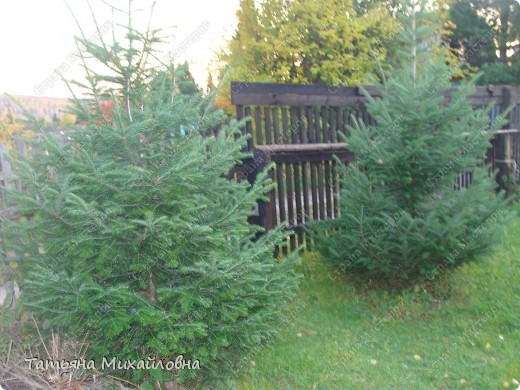 Каждое лето я провожу на даче. Эти четыре месяца протекают быстро. Нынешнее было холодное и сырое, а значит у меня было времени для задумок и их воплощения.
Эти пихты мы посадили сами, а они очень быстро подросли.
(фото 1)