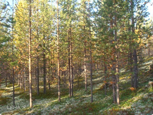 Грибной сентябрь, точнее -11 сентября (фото 7)