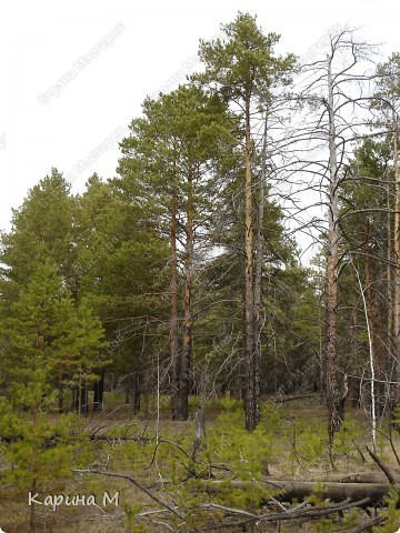 весенний лес (фото 4)