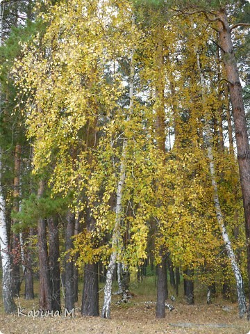 Осенняя прогулка по лесу. (фото 19)