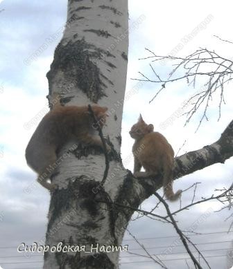 Котята на березе. Один уже залез, второй залезает. (фото 1)