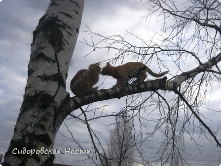 Знакомятся. (фото 2)