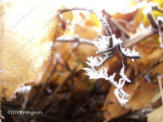 Он не на что  не похож.И не каждый сможет увидеть такую красоту спрятанную от нашего взора. (фото 11)