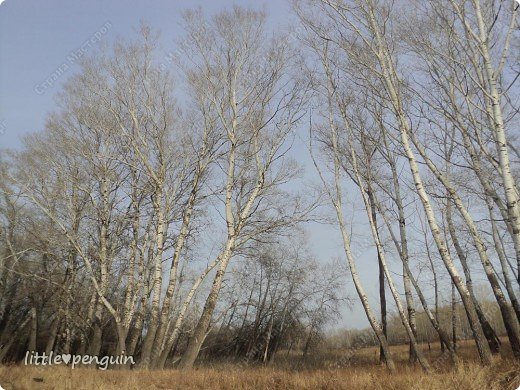 Осенний лес словно заколдован....
Вот идешь,и видишь перед собой  то избушку...
 (фото 5)