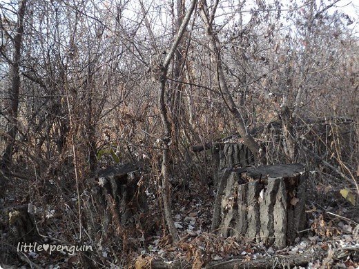 А в чаще повсюду пеньки и колючие сухие деревца.
Вот мы и заблудились! (фото 10)