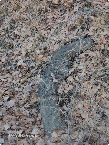 Возле водоема в сухой листве лежал охранник крокодил и следил за водной гладью. (фото 19)