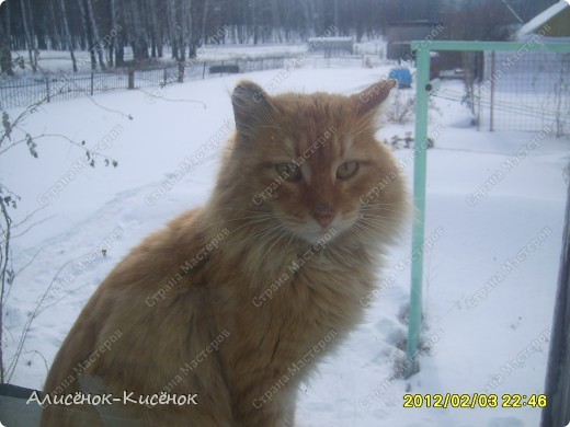 Наши живые "экспонаты" коллекции-коты Мартин, (фото 26)