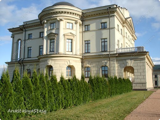 замок Разумовского. прекрасная живая изгородь из колоновидной формы туи.  (фото 2)