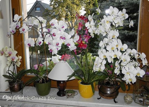 Самые любимые комнатные растения в Германии - это орхидеи Phalaenopsis.   Они есть  практически на каждом подоконнике. Это самые благодарные растения, которые радуют своим долгим цветением, если правильно за ними ухаживать.  Уход за ними несложен, но есть основные правила, которых надо придерживаться. Но об этом немного позже. (фото 1)