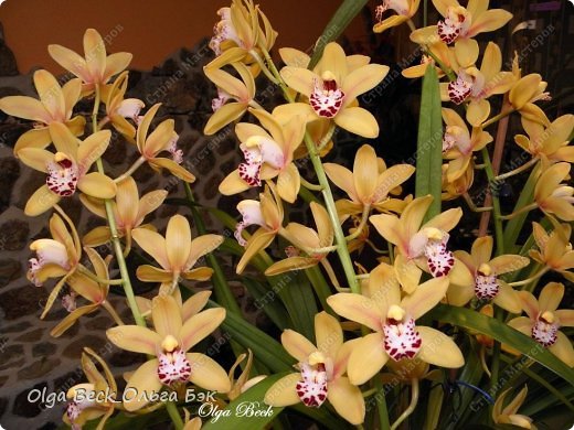 Это орхидея другого вида Cymbidium. Думала  про нее, что она долго спала.   А оказывается все было гораздо проще, у нее был просто период покоя с марта месяца по сентябрь. (фото 36)