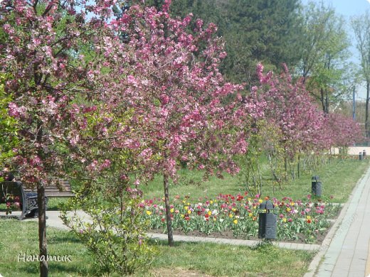 Весенняя прогулка (Краснодарский Дендрарий) (фото 4)