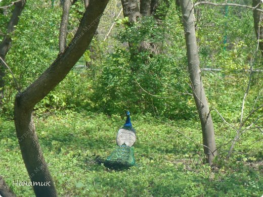 Весенняя прогулка (Краснодарский Дендрарий) (фото 8)