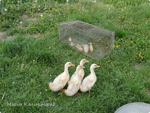 ну и как же без хозяйство ,у нас пополнение утята индийские бегунки, а пекинские белые растут на глазах.. (фото 33)