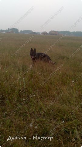 Громушка, правда только глазки закрыл... (фото 3)