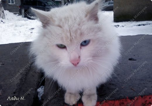 Большой кошачий блог (фото 49)