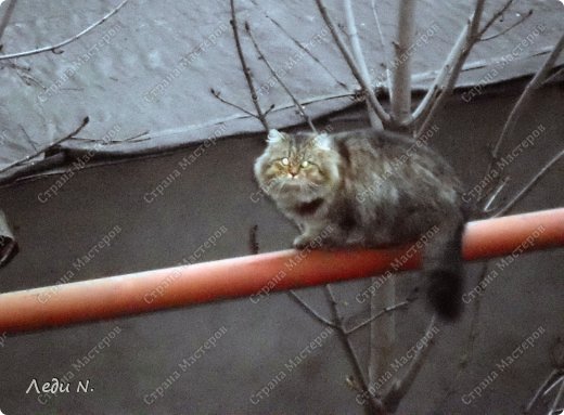 Это наш дворовый манул. Мы с ним одинаковой породы, но я так мехом не обрастаю... Печаль. Мур! (фото 52)