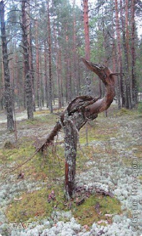 Цапля (сказали дети), а мне показался динозавр. (фото 1)