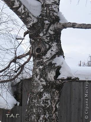 Еще один дух дерева (фото 15)