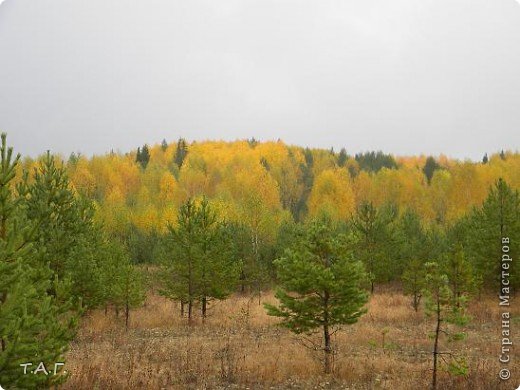 Хотела показать краски осени, но фотографии не грузятся. И я решила представить то что получилось. Снимки сделаны в сентябре. Кстати, осень этого года скупа на урожай. Ягод практически не было. Грибов не много, да еще дождь. (фото 1)