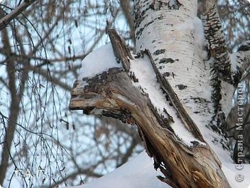 Буквально сегодня встретила этого коняшку. (фото 17)