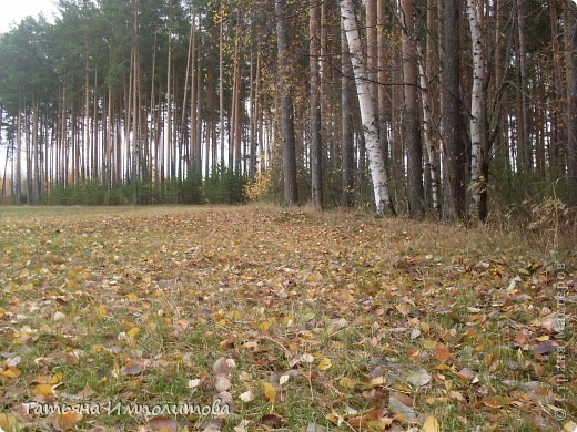 Пока нет дождика,решили прогуляться по лесу.Вернее это огороження территория стихийного парка (фото 1)