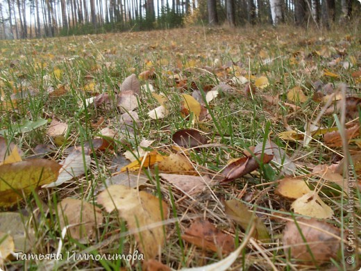 Осенний ковёр (фото 2)