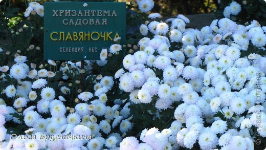 Осенью поздней
Ни один не сравнится цветок
С белою хризантемой.
Ты ей место своё уступи,
Сторонись её, утренний иней! 
Сайгё (фото 18)