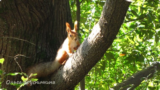 БАЛ ХРИЗАНТЕМ. (фото 6)