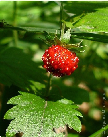 Вкусняшка... (фото 4)