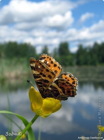 Мгновения лета... (фото 1)