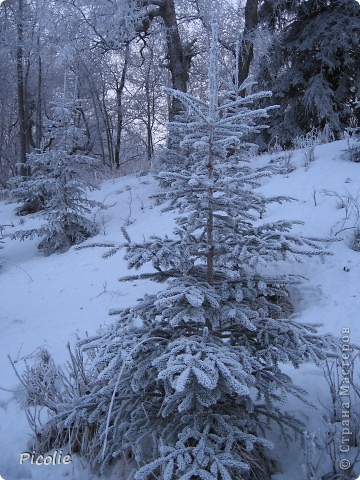 В лесу родилась ёлочка! (фото 26)