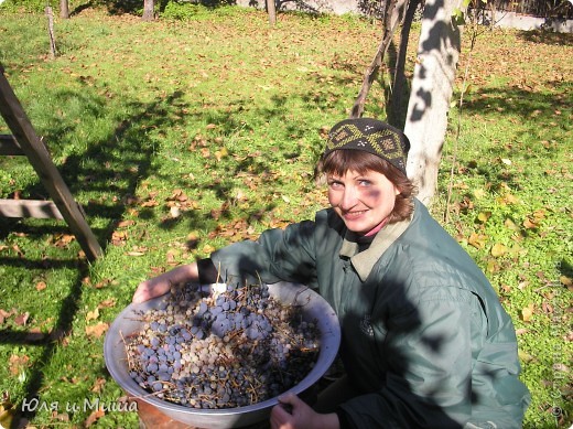 Виноград и солнце. Думаю комментарии излишни. Фото сделано в Боржоми осенью прошлого года.  (фото 9)