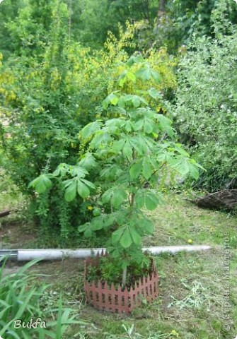 Это каштан на даче, выращенный мужем из орешка, найденного около дома в Москве. Конечно, на этой фотографии он уже подрос. (фото 6)