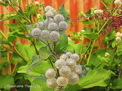 колючка-репейник (фото 15)