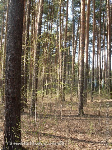 Погода радует уральцев (фото 29)