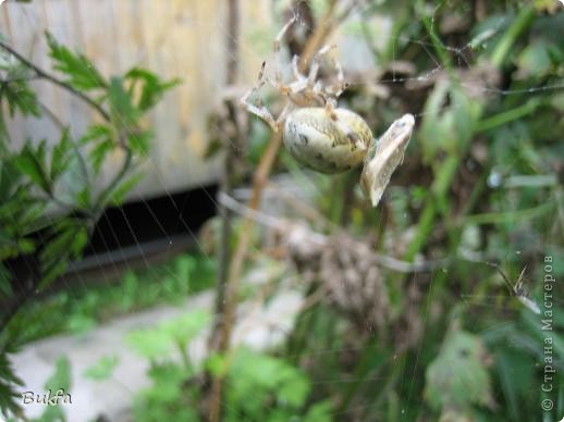 … скатана… (фото 14)