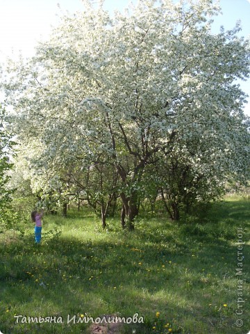 Яблони в цвету. (фото 4)