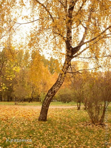 В основном береза имеет прямой ствол, но в природе также часто встречаются деревья с изогнутыми стволами. Мне лично нравятся такие, чтобы ствол был немного искривлен, где-то у основания. Это, наверно можно было заметить по моим работам. (фото 3)