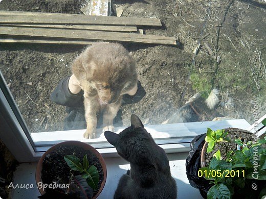 А здесь нам уже месяц, гуляли в огородике, а папа пугал кошек через окно)))) (фото 5)