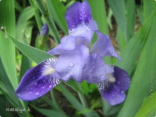 IRIS-РАДУГА НА КЛУМБЕ И МОРЕ РАДОСТИ ))) (фото 6)