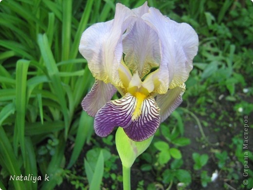 IRIS-РАДУГА НА КЛУМБЕ И МОРЕ РАДОСТИ ))) (фото 9)