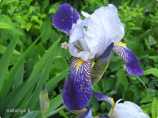 IRIS-РАДУГА НА КЛУМБЕ И МОРЕ РАДОСТИ ))) (фото 11)