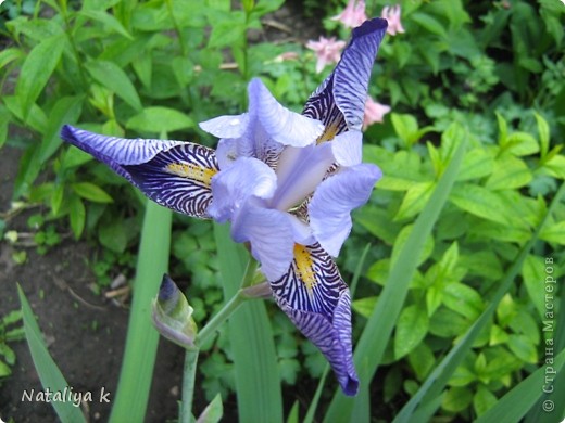 IRIS-РАДУГА НА КЛУМБЕ И МОРЕ РАДОСТИ ))) (фото 12)