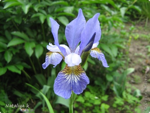 IRIS-РАДУГА НА КЛУМБЕ И МОРЕ РАДОСТИ ))) (фото 14)