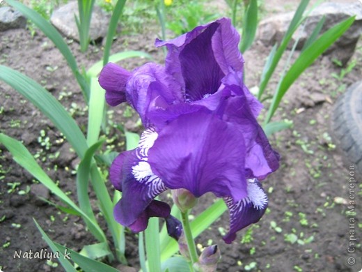 IRIS-РАДУГА НА КЛУМБЕ И МОРЕ РАДОСТИ ))) (фото 13)