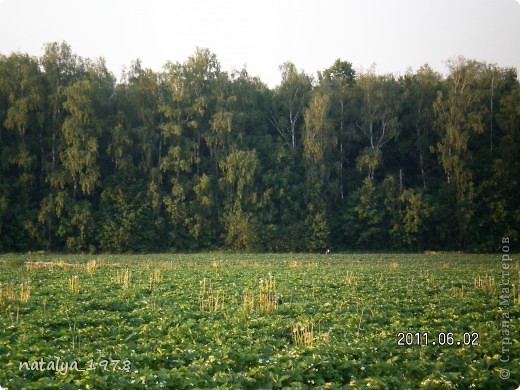 Ягодные поля (фото 2)