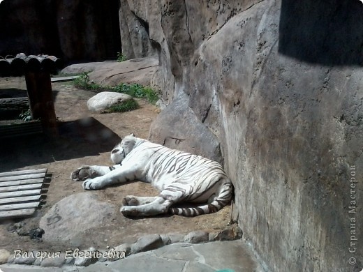 White tiger - белый тигр. Его ничего не разбудит. (фото 8)