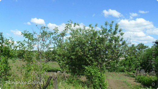 Немножко деревьев на разрушенной соседней усадьбе. (фото 2)