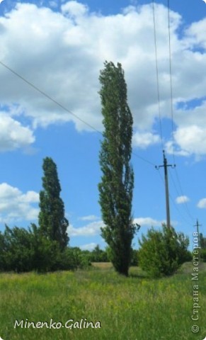 Немого облаков и деревьев, которые растут в посёлке Корсунь города Енакиево. 
Вид этих тополей напомнил легенду.В одном из украинских сёл жила очень красивая, но и очень ленивая девушка Поля(Полина).Бог решил наказать её и превратил в стройное дерево, которое обречено жить в одиночестве, потому что его ветки направлены вертикально вверх, и даже птицы не могут свить на нём гнездо. Родители начали искать девушку и спрашивать у всех:"Где Поля?". А люди, которые видели превращение девушки в дерево, показывали на него рукой и говорили: "То Поля, то Поля." Так с тех пор это дерево на Украине и называют:тополя(жен.рода). (фото 1)