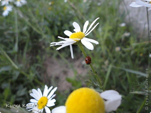 Ну как тут не вдохновишься.... Почти как в деревне... (фото 3)